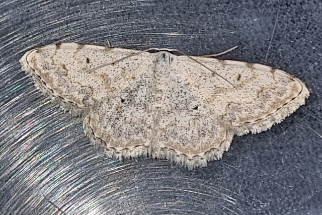 Scopula submutata
